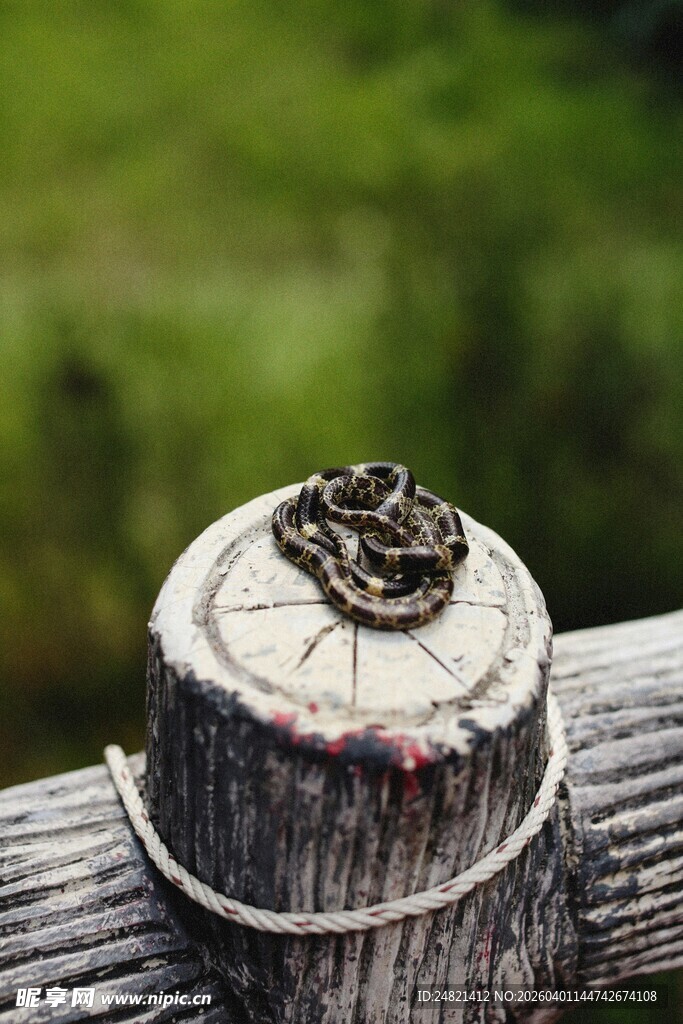 树桩上的神秘小物件