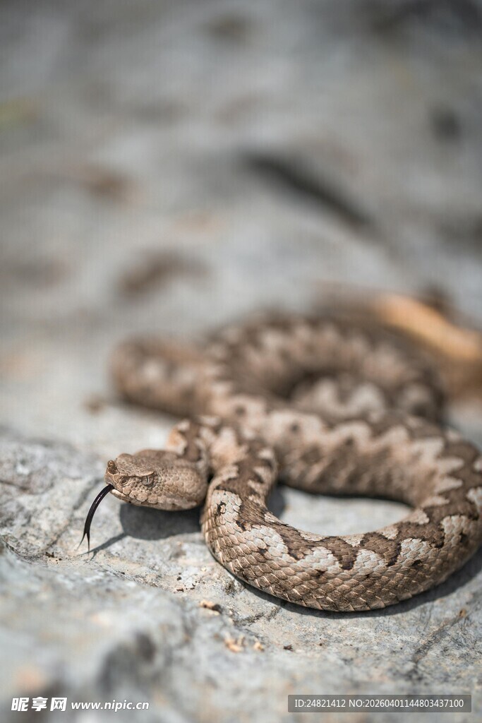 岩石上的蜷曲花纹蛇