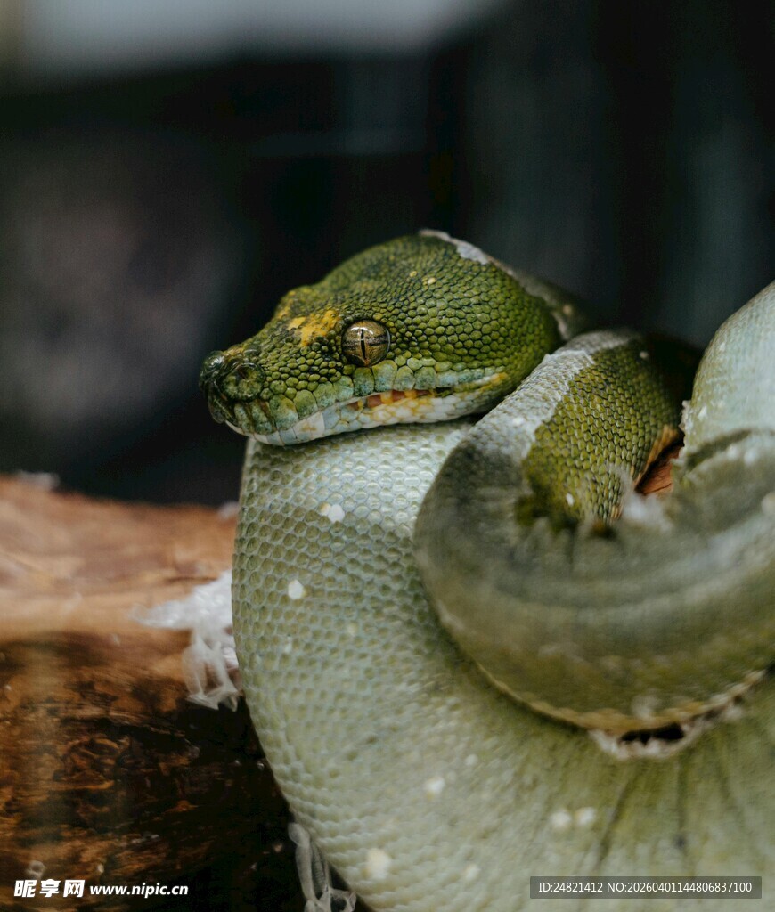绿叶上的翠绿小蛇