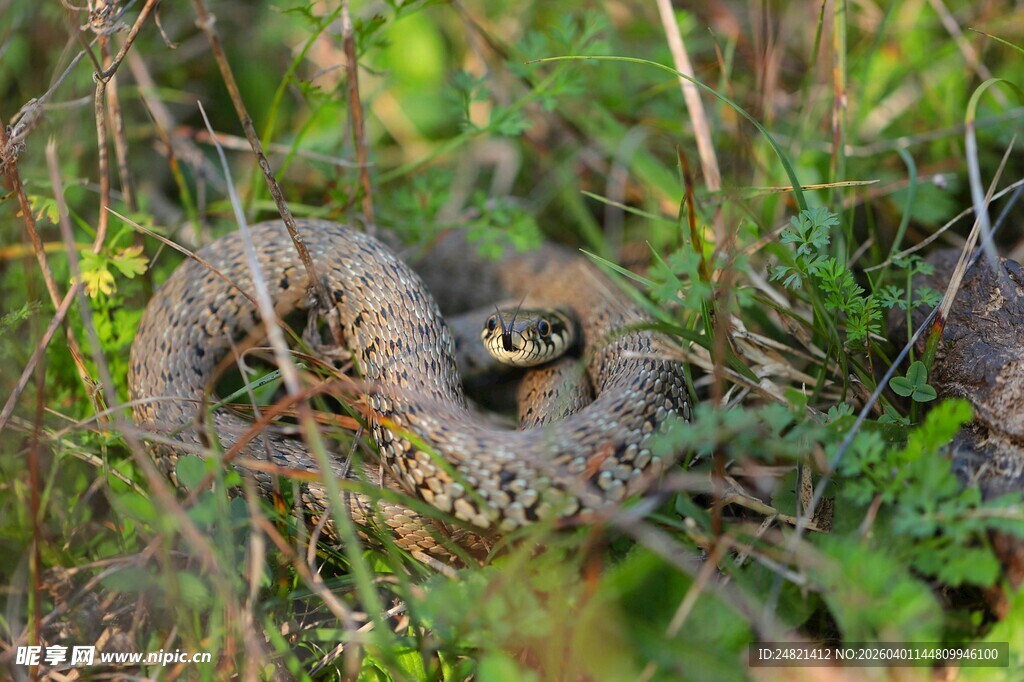 草丛中的蜷伏蛇