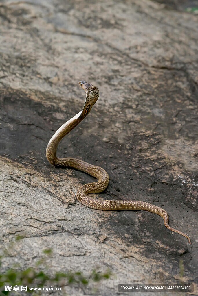 野外昂首的棕色蛇