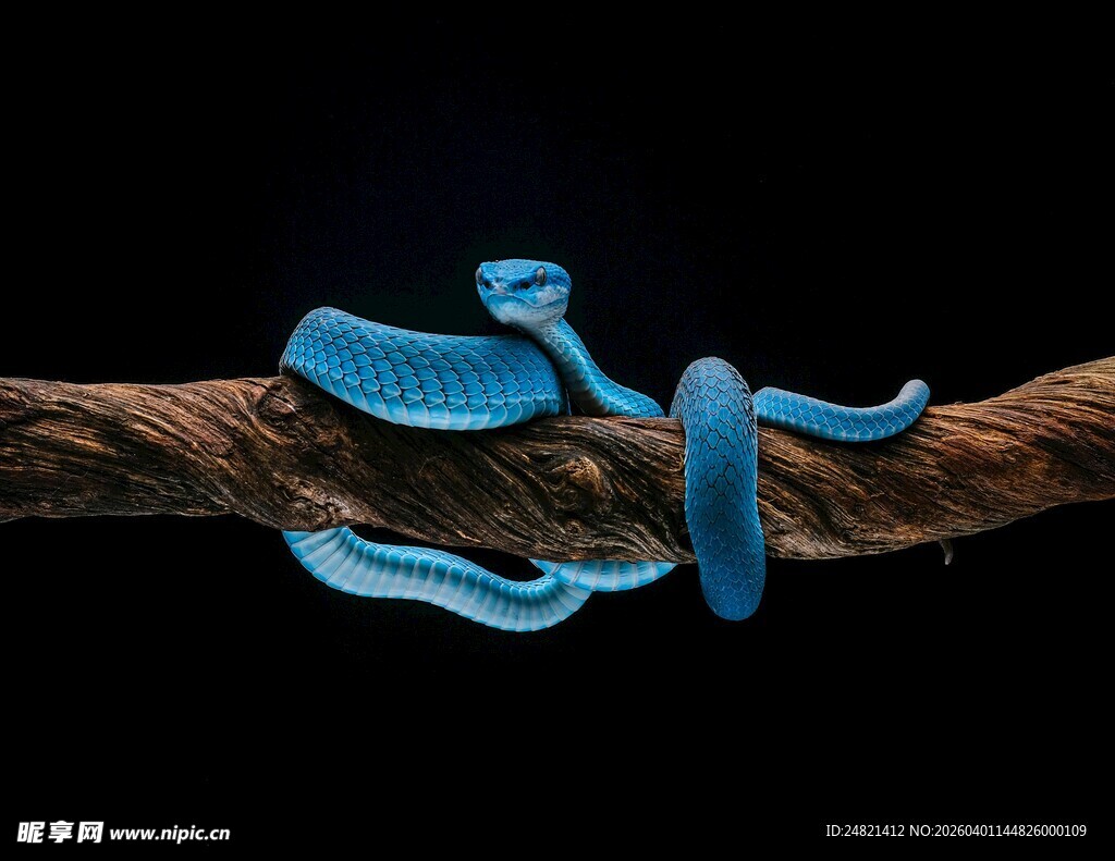 蓝色蛇盘踞于树枝
