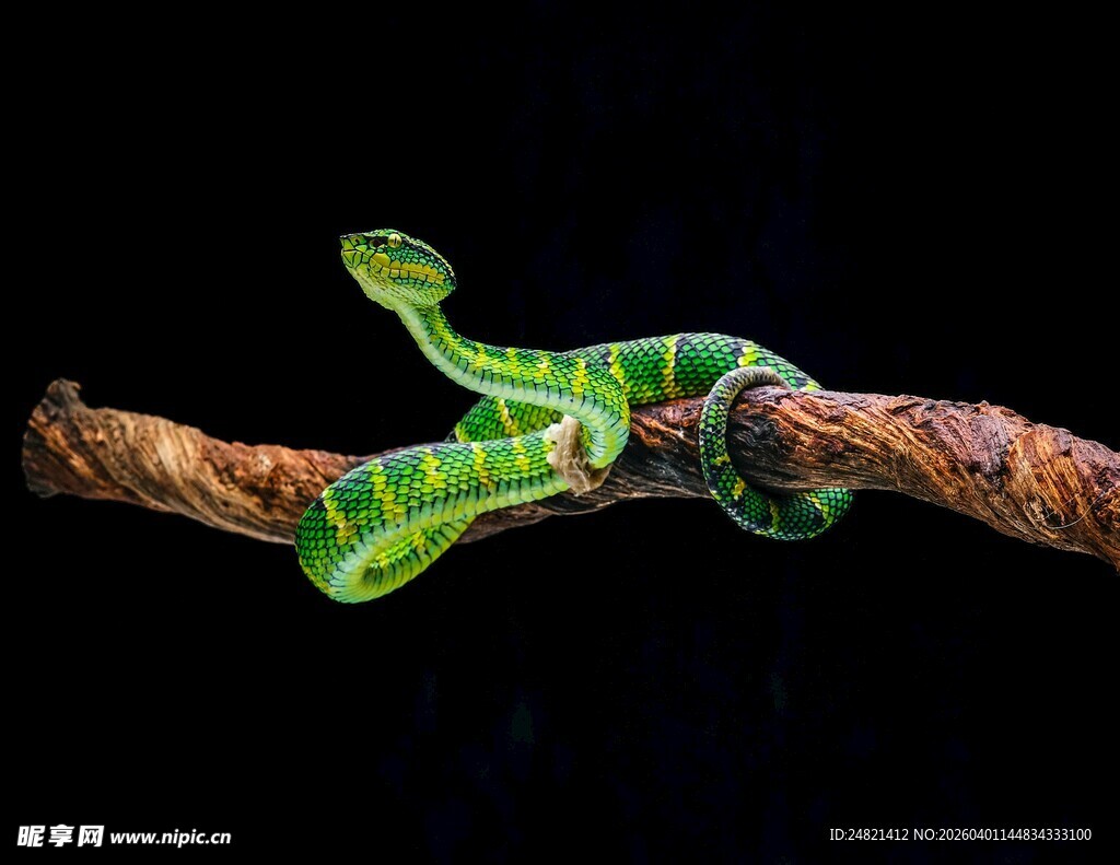 绿色壁虎盘踞于绳索上