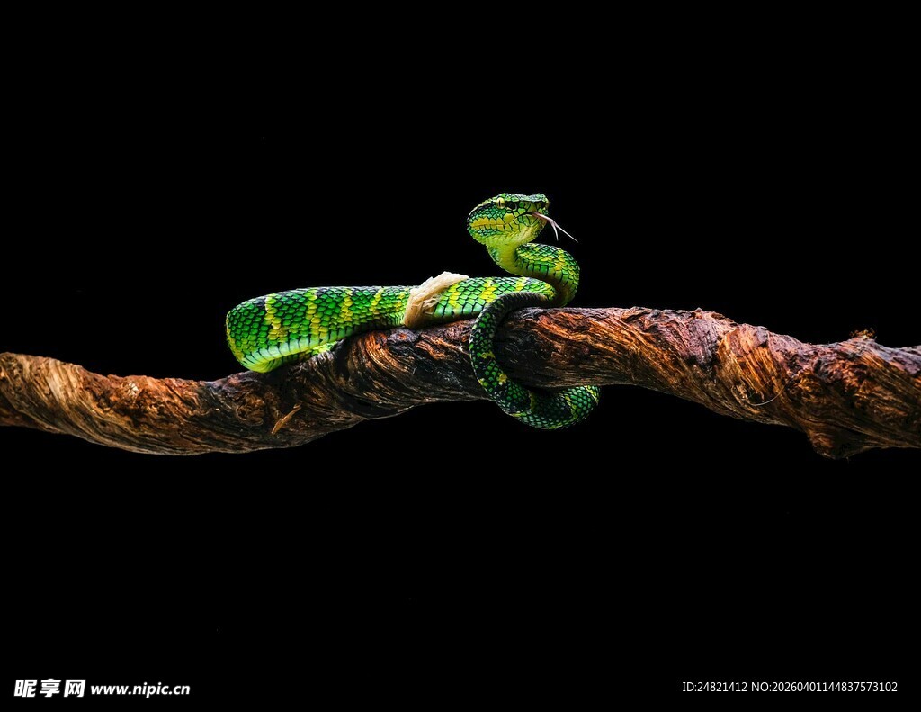 树枝上的绿色变色龙