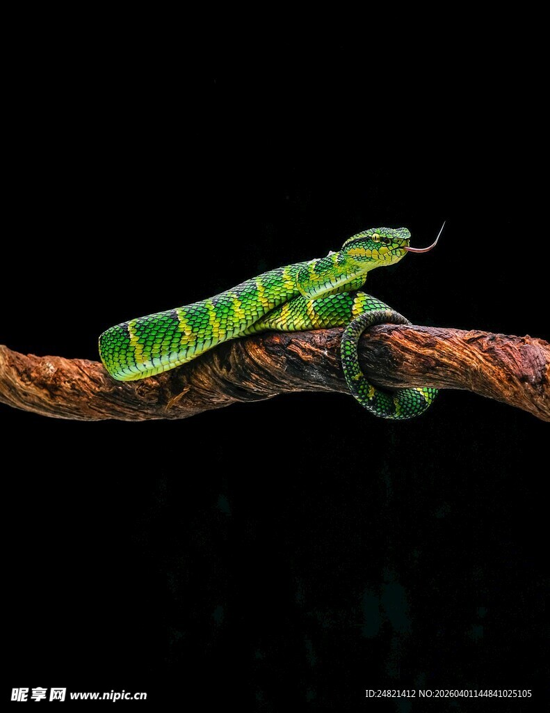 绿色条纹昆虫栖息于树枝