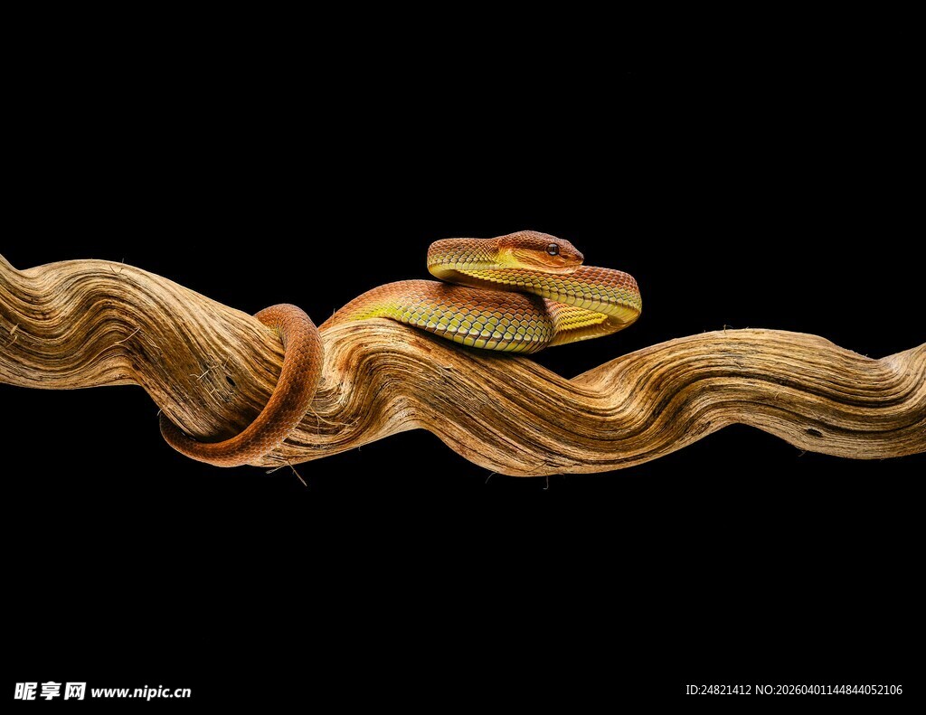 金色丝带缠绕的美味三明治