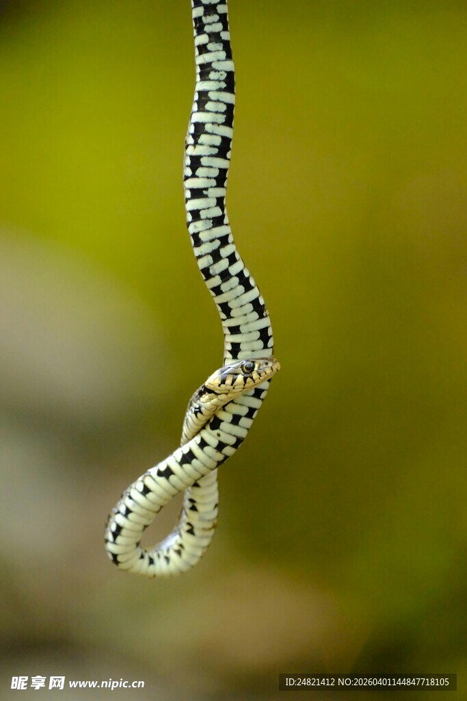 黑白斑点蛇特写