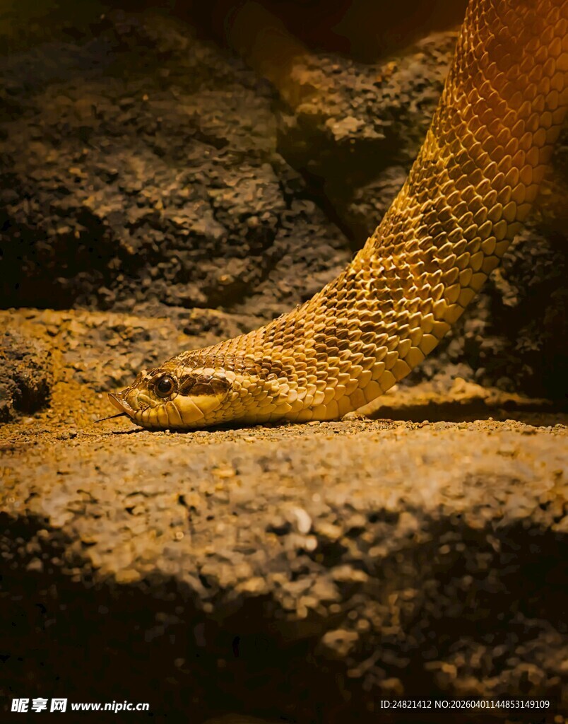盘卧的金黄蛇类