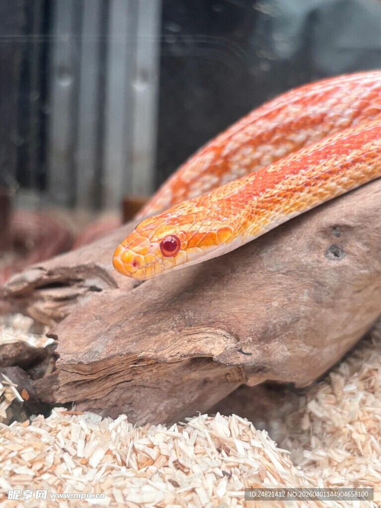 橙纹蛇盘踞于木上