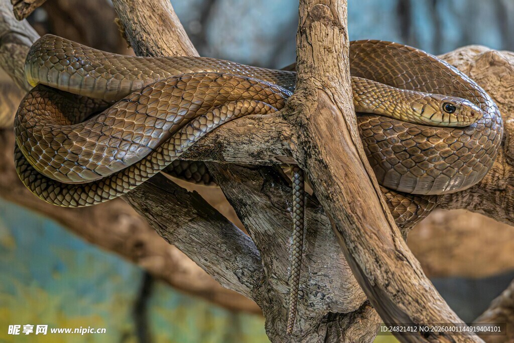 树枝上盘绕的蛇