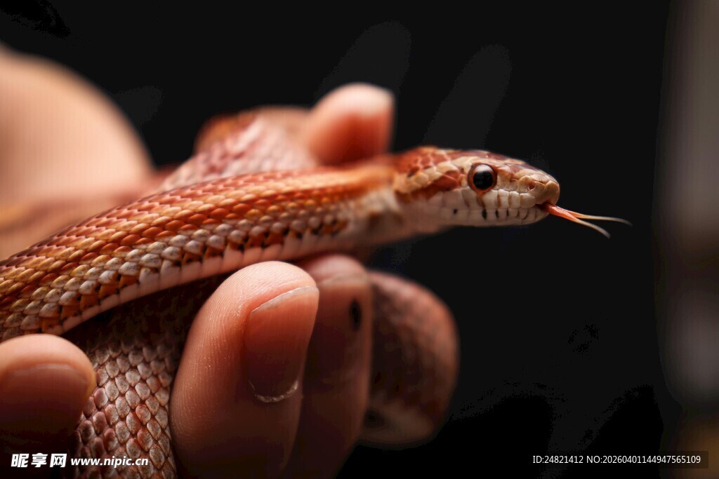 手中的美丽花纹小蛇