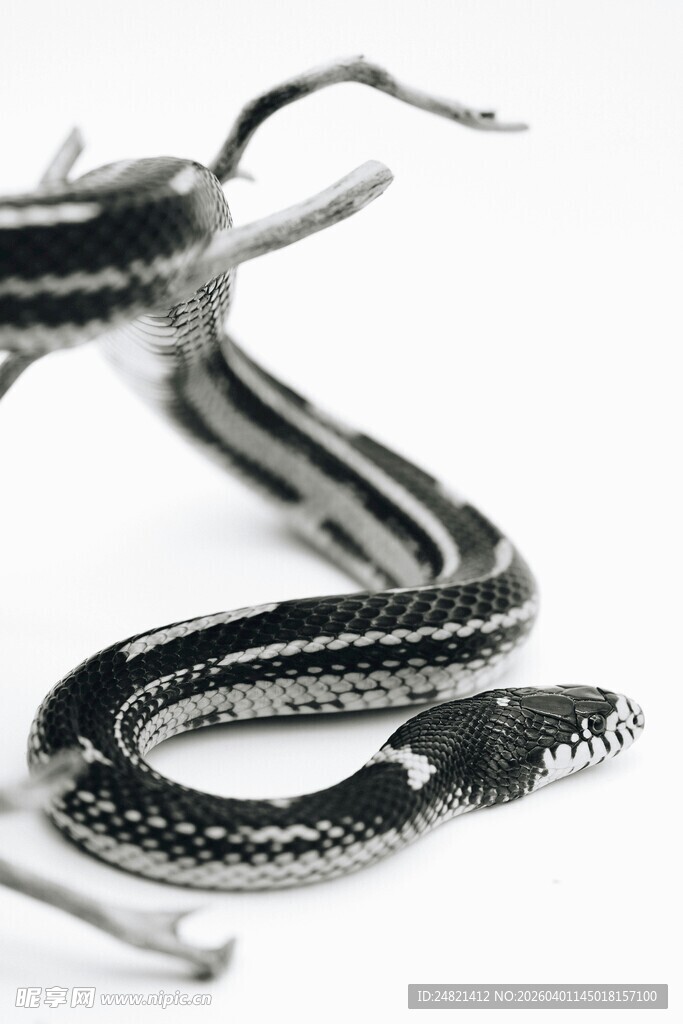 黑白条纹蛇特写