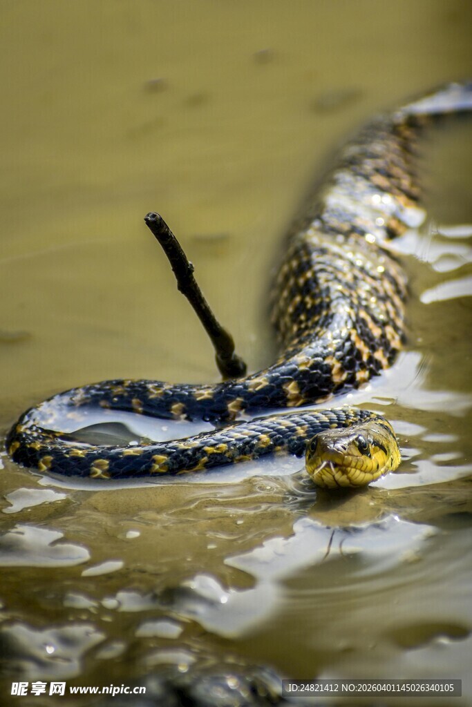 水中蛇与鸟的激烈缠斗