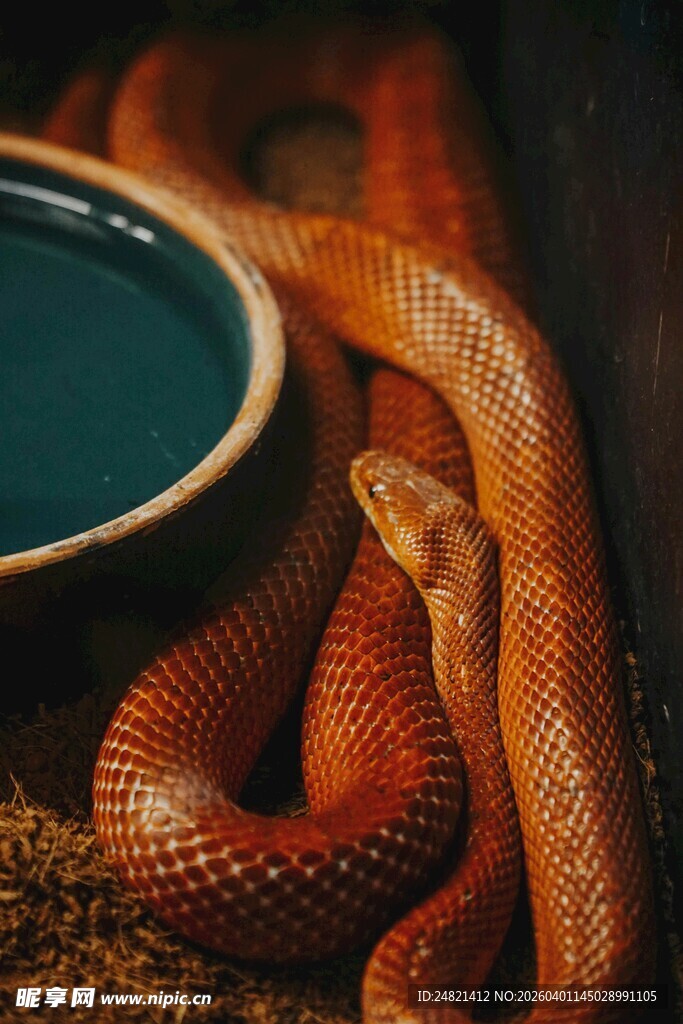 盘绕在碗旁的红蛇