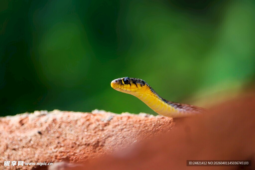 黄头蛇探头于红土之上