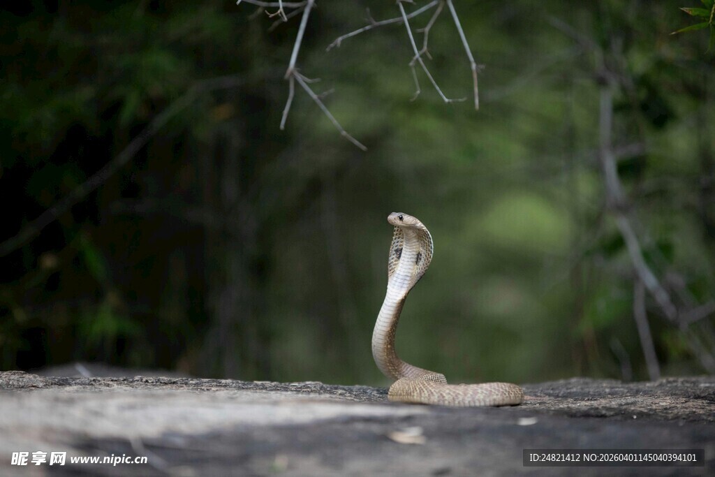 野外昂首挺立的眼镜蛇