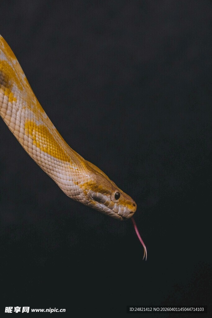 金黄蛇吐信特写