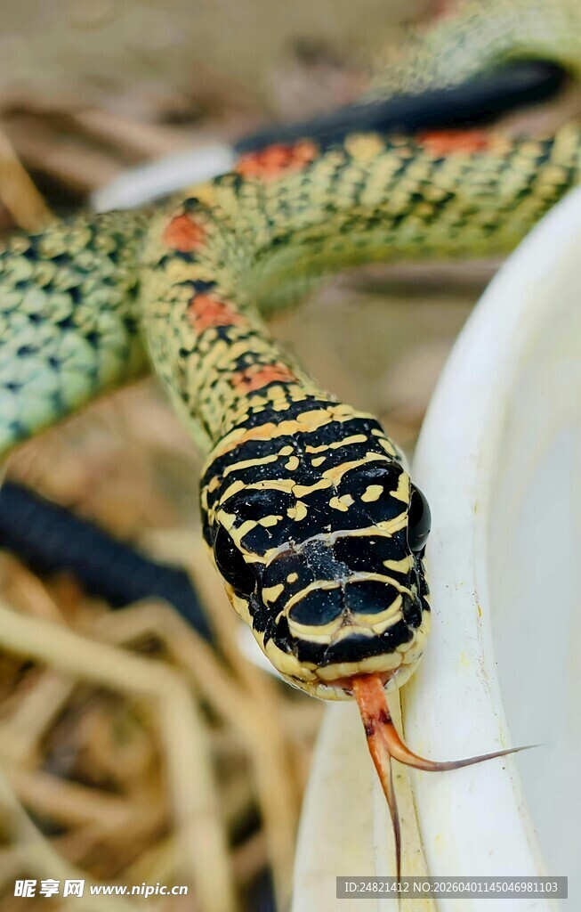 色彩斑斓的蛇特写