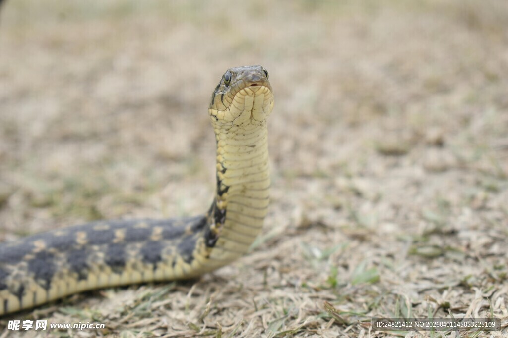 草地中的抬头蛇
