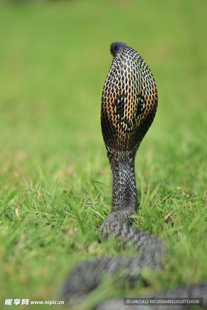 草地上的眼镜蛇