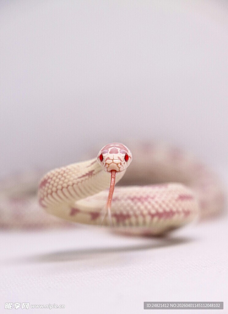 红白相间蛇特写