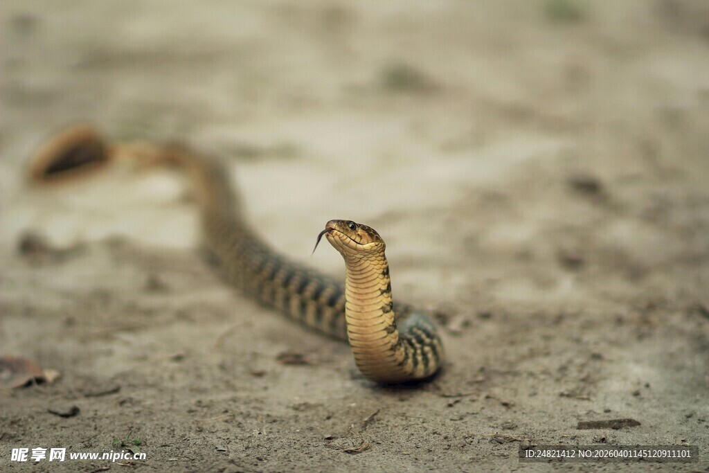 野外昂首的蛇