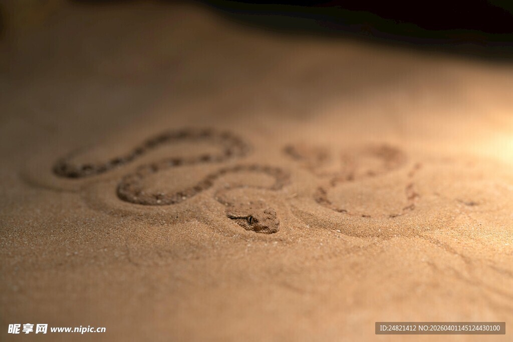 沙滩上的神秘蛇形痕迹