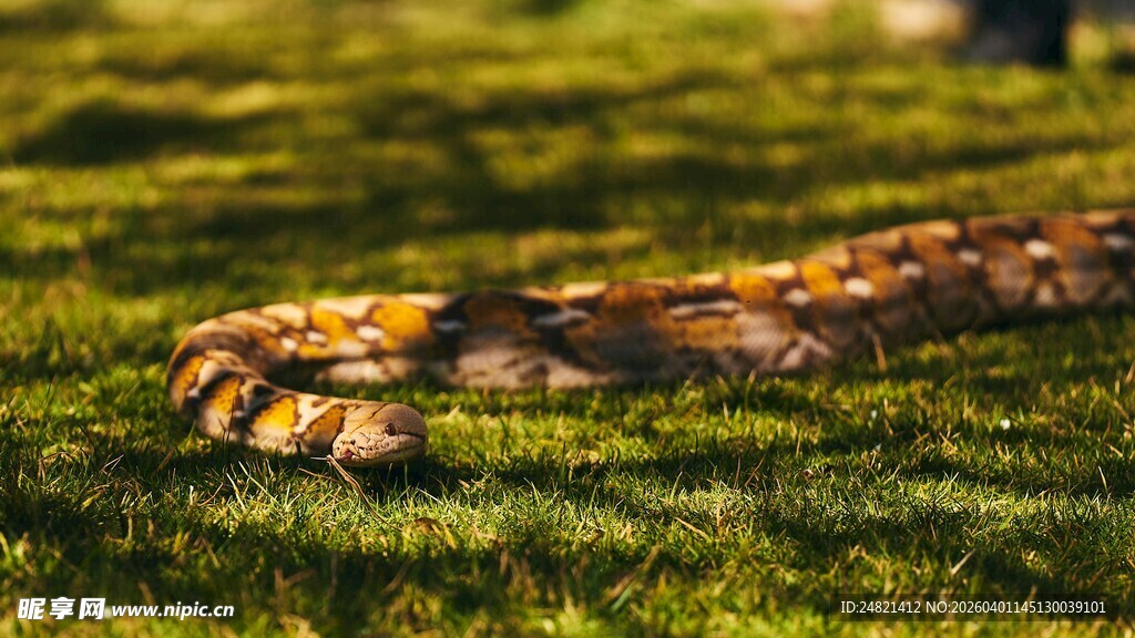 草地上的斑斓蛇