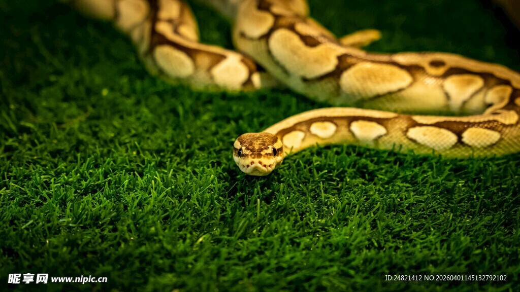 金黄蟒蛇盘踞翠绿草地