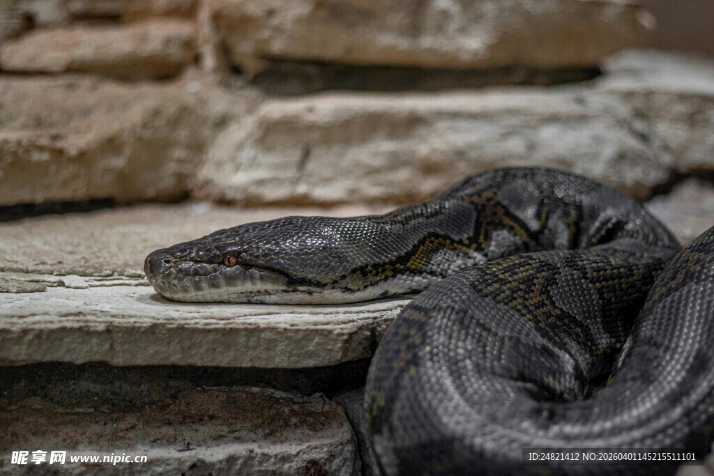 盘卧石阶的黑色大蛇