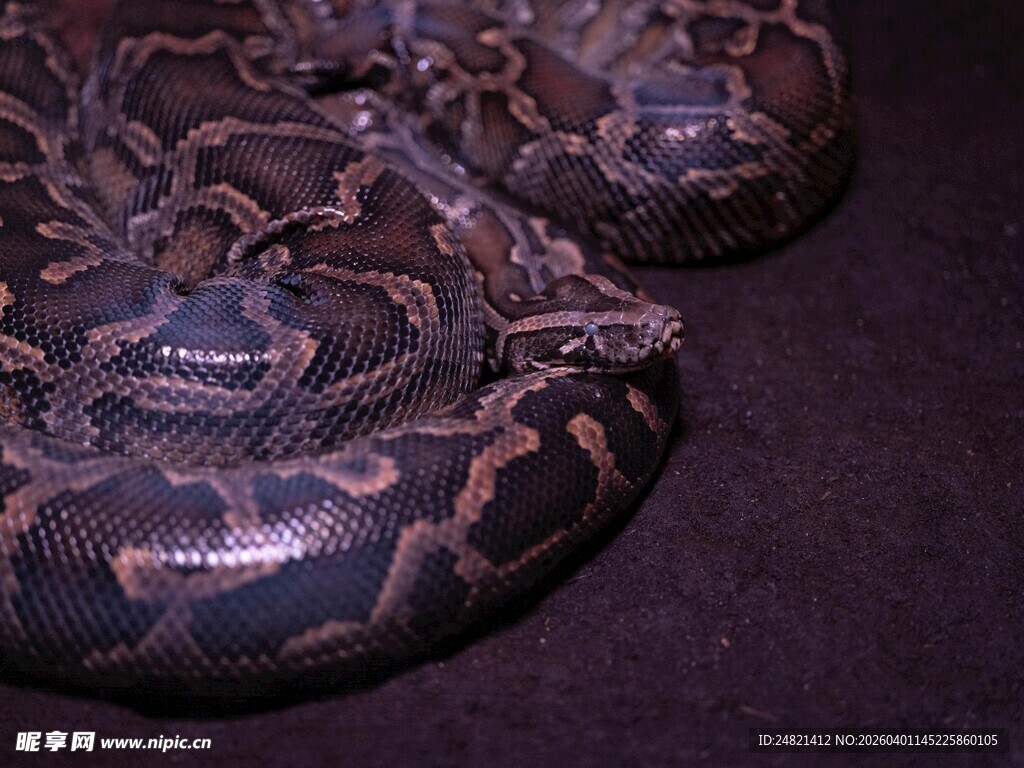 盘绕的花纹蟒蛇