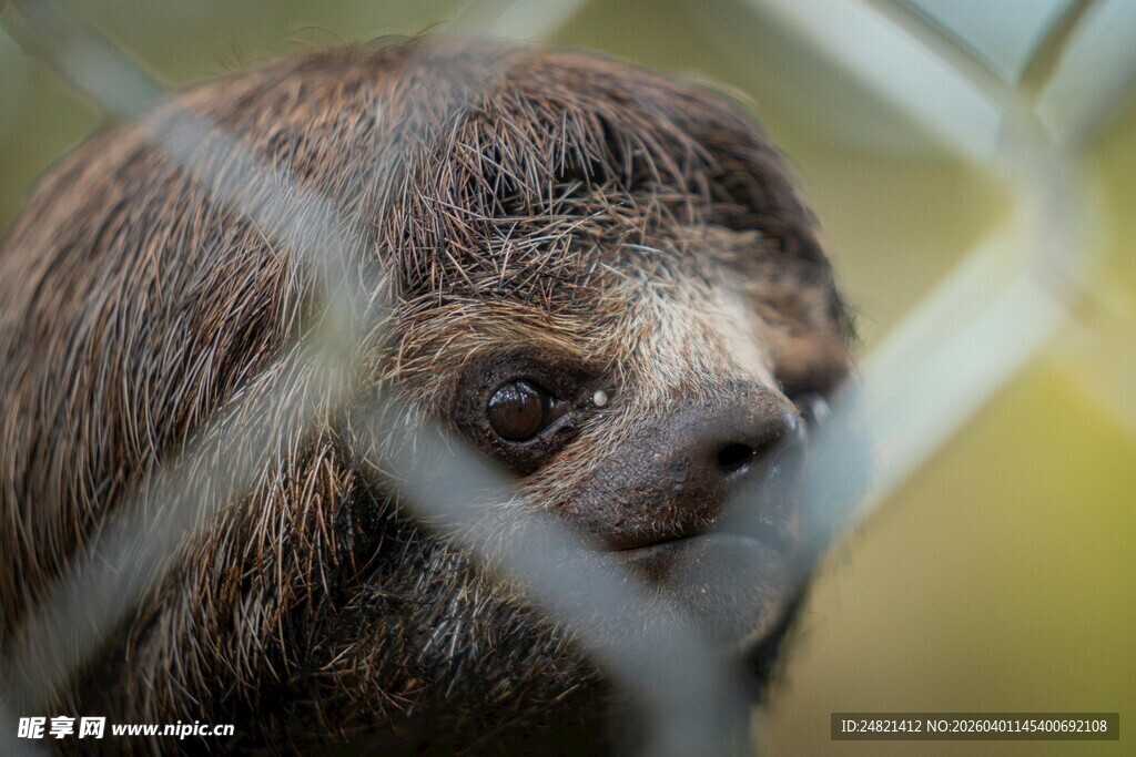 树懒透过围栏好奇张望