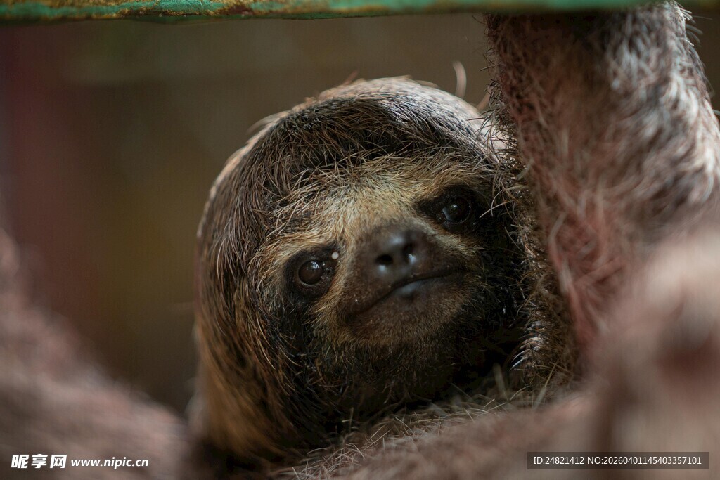 可爱树懒惬意模样