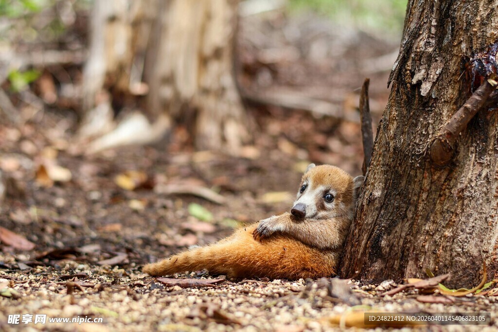 林间休憩的可爱小狐狸