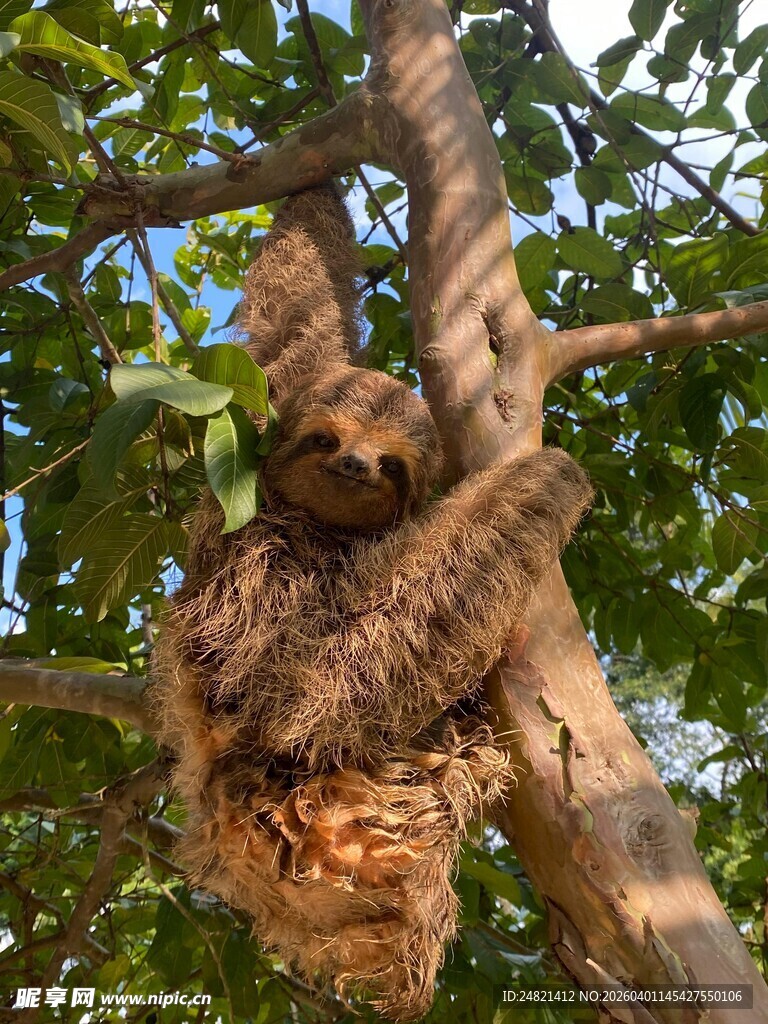 树上的树懒母子温馨画面