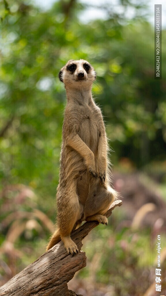 三只狐獴站在树枝上