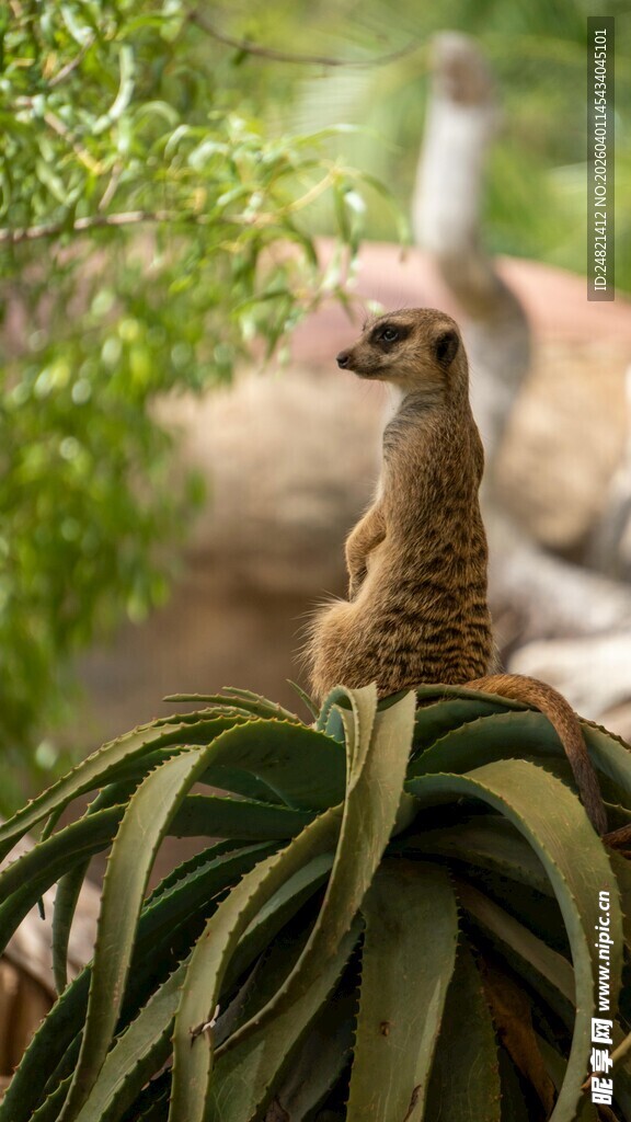 狐獴立于绿植上瞭望