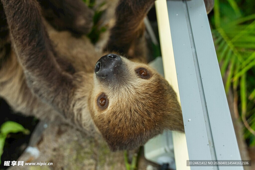 倒挂的树懒看向镜头