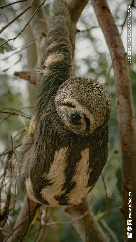挂在树枝上的树懒