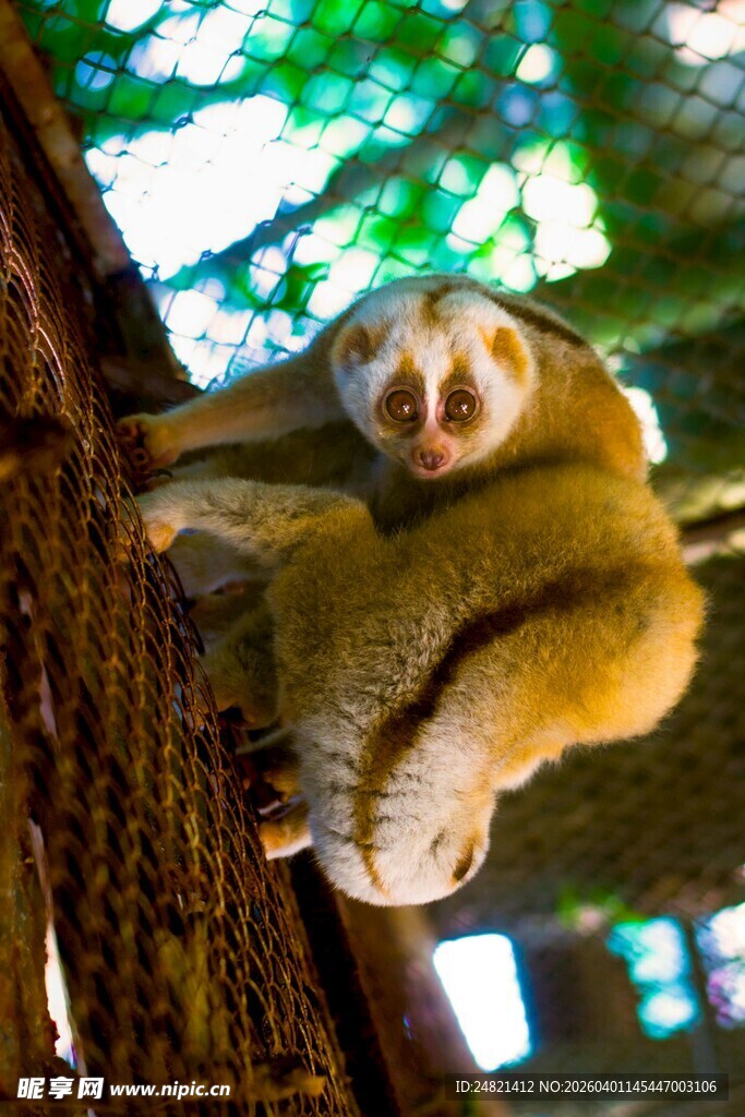 树懒挂在树干上休憩