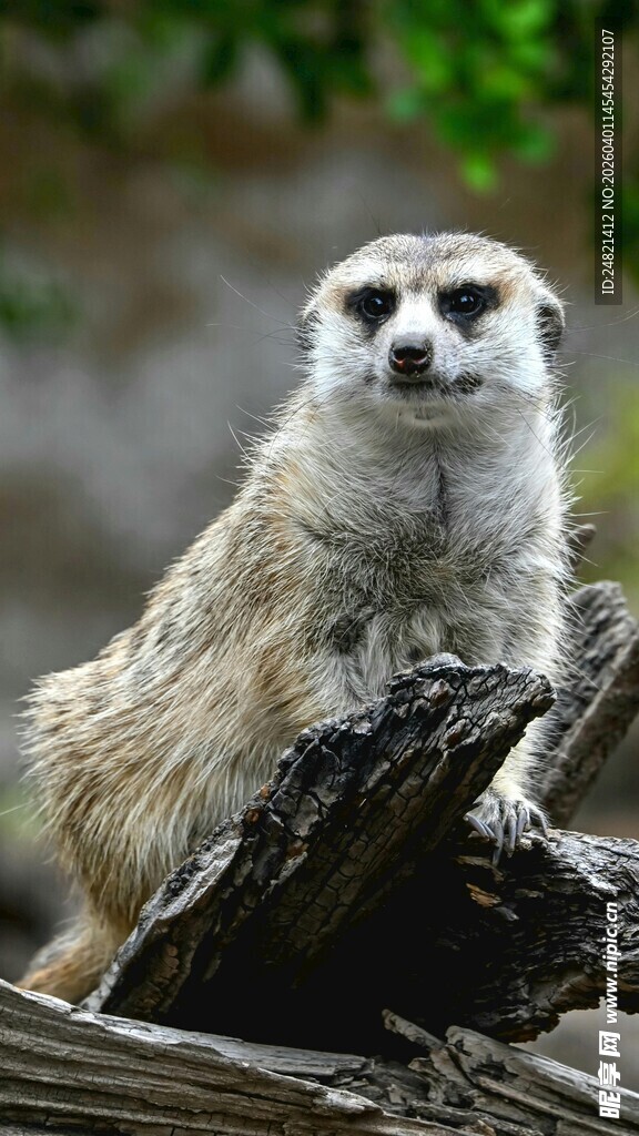 狐獴栖息于枯木上