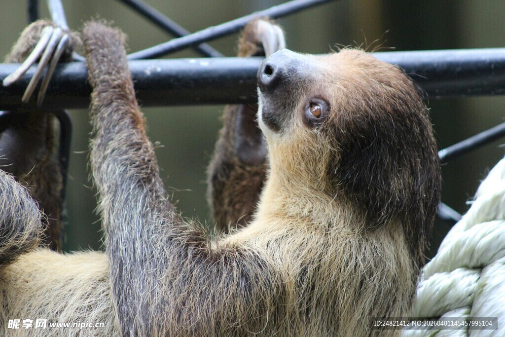 树懒倒挂抓杆萌态尽显