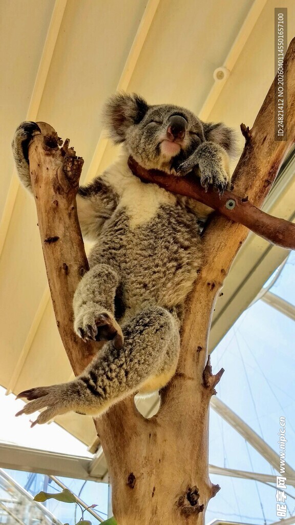 树上亲昵的考拉母子