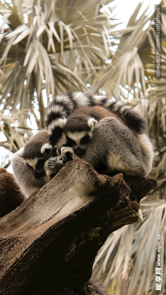 狐猴栖息于树干上