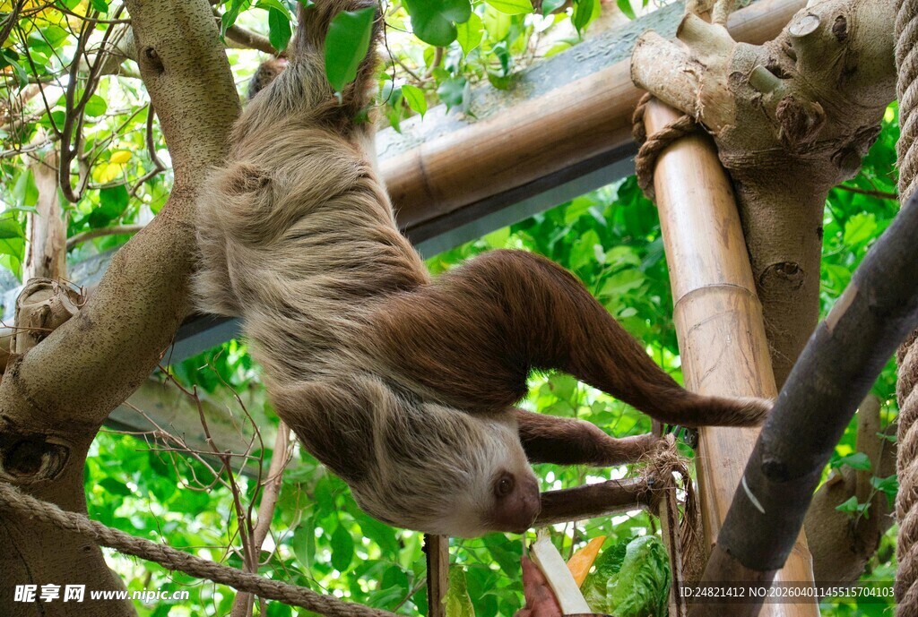 树懒挂在树上的可爱瞬间