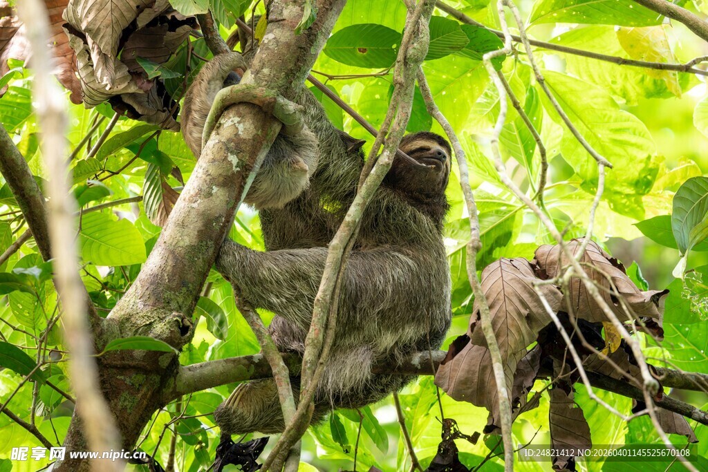 树上的几只猴子