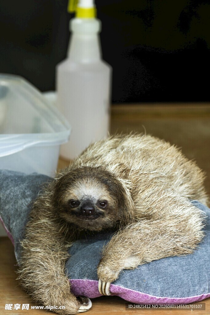 慵懒树懒趴睡可爱模样