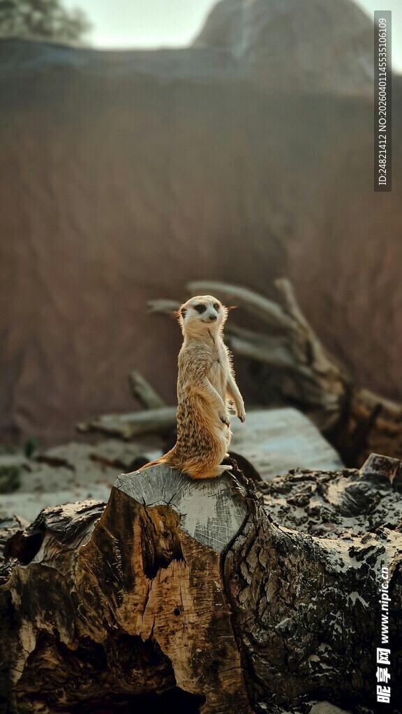 树桩上的猫头鹰