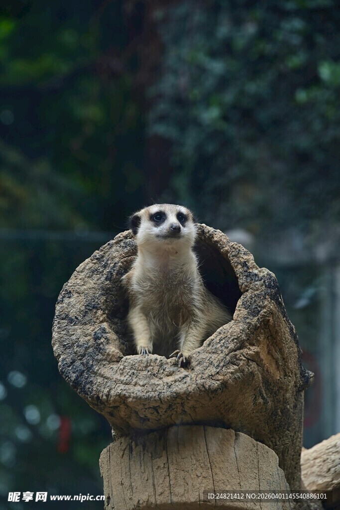 狐獴站在树洞上张望