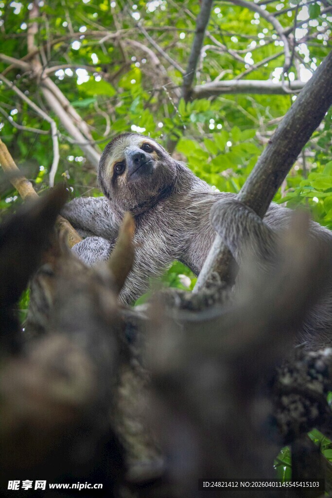 树懒栖息于繁茂枝叶间